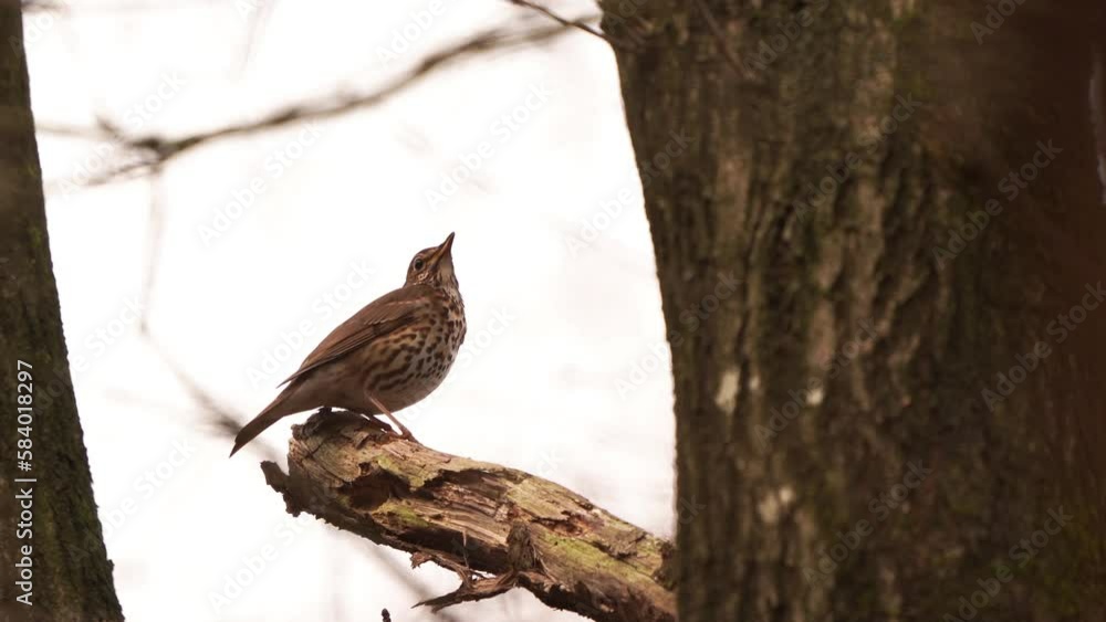 A singing song thrush (Turdus philomelos) sitting high in a tree in the woods A singing song thrush (Turdus philomelos) sitting high in a tree in the woods