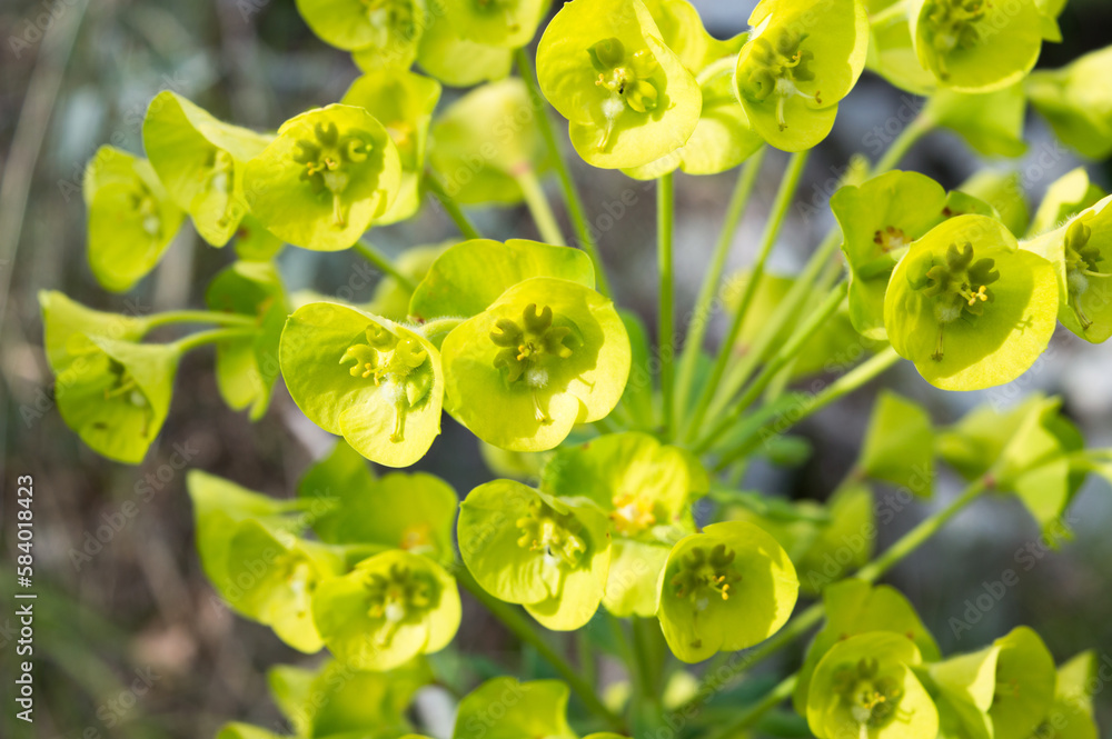 Φωτογραφία Mediterranean spurge, Eurhorbia characias, blooming in springtime, close-up of g