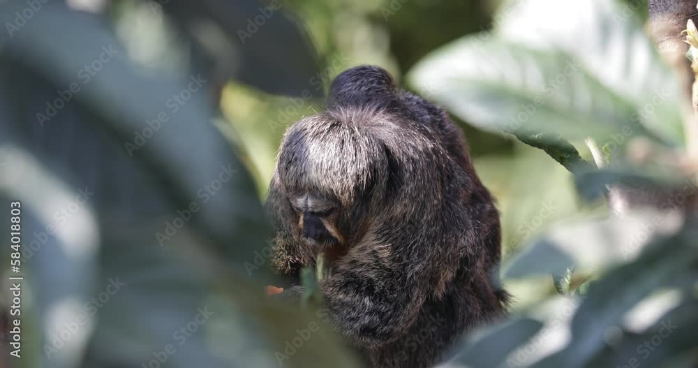 A Pithecia pithecia mother with her offspring on her back on a tree ...