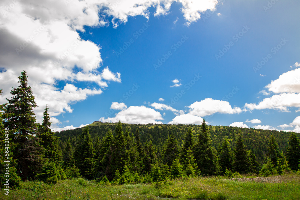 Summer forest in mountains.