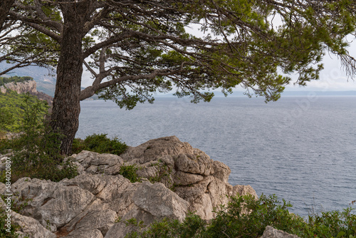 View of a beautiful seascape. In the foreground pine, stones. Through a pine tree we look at the Adriatic Sea in Croatia High mountains. beautiful panorama