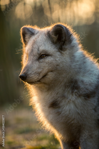 arctic fox © Josef