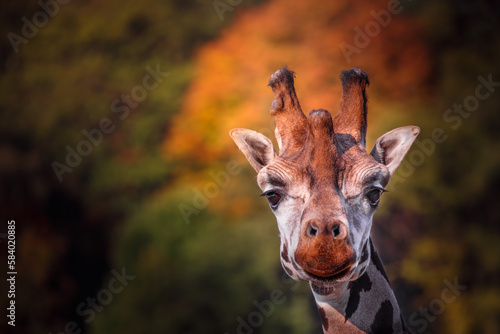 Portrait of giraffe