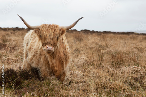 Obraz na plátně Highland cattle cow  with large horns on barren moorland