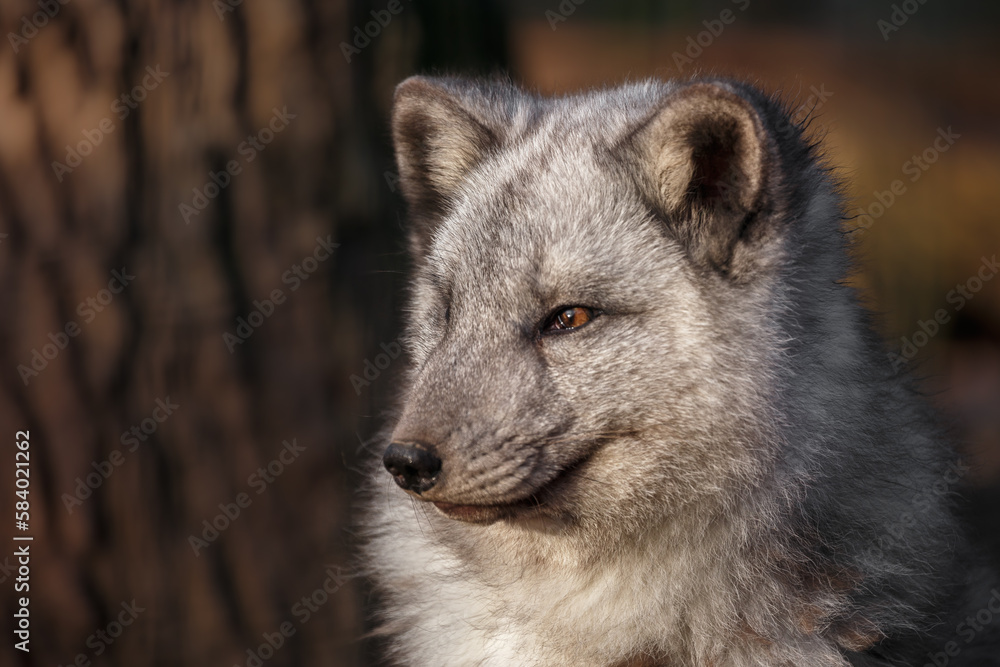 Portrait of Arctic fox. Portrait of Arctic fox.