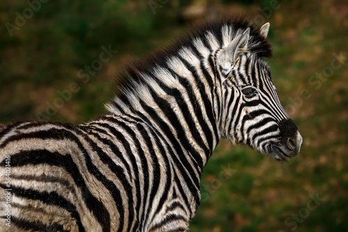 Portrait of zebra