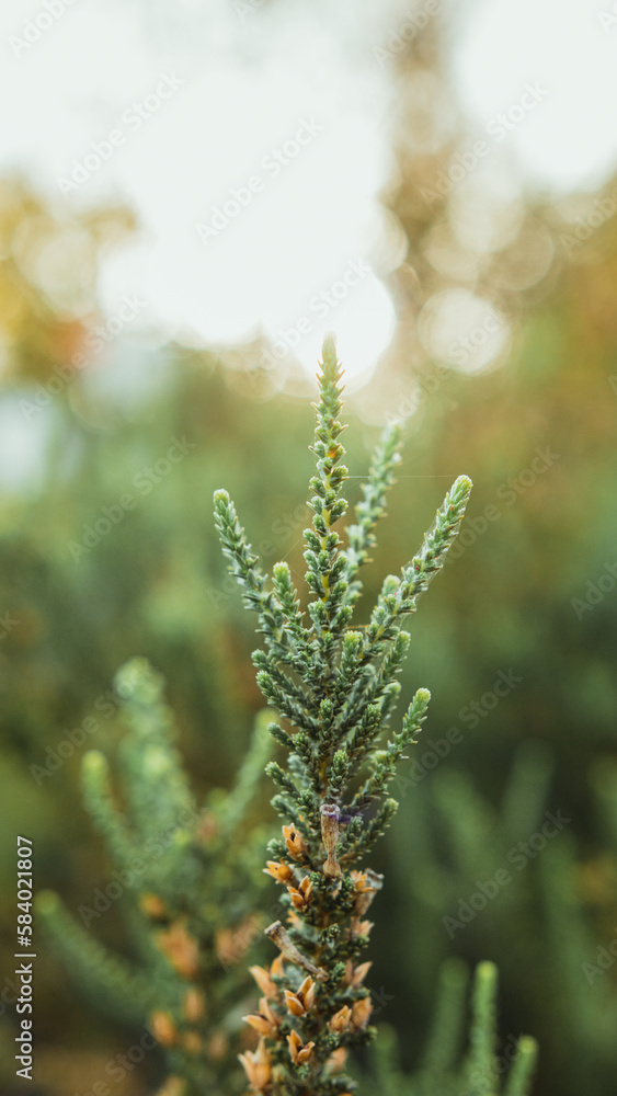 close up of tree