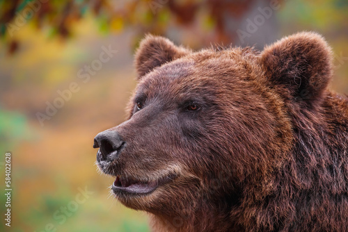 Kamchatka brown bear