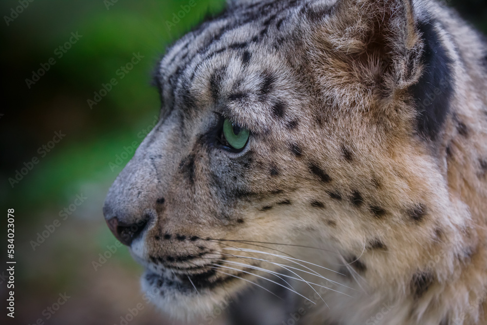 Snow leopard. Snow leopard.