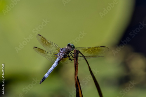 Blue Dasher Dragonfly in swampy area