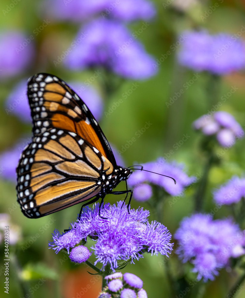 Monarch butterfly on purple flowers. Monarch butterfly on purple flowers.