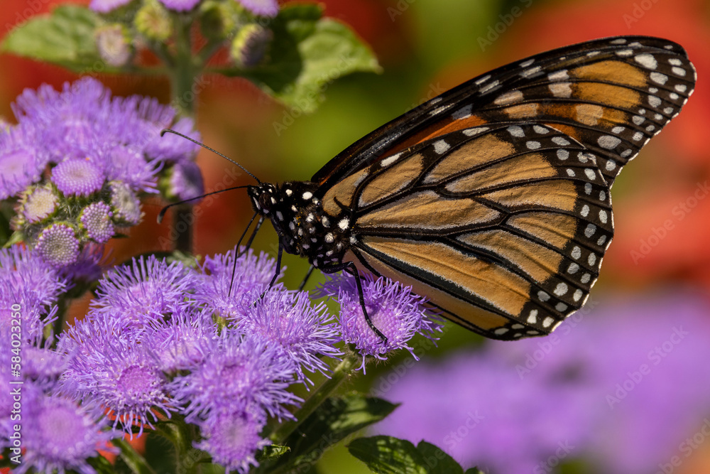 Fototapeta premium Monarch butterfly on purple flowers.