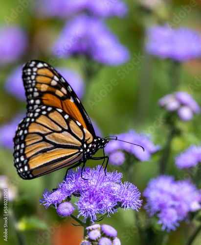 Monarch butterfly on purple flowers.