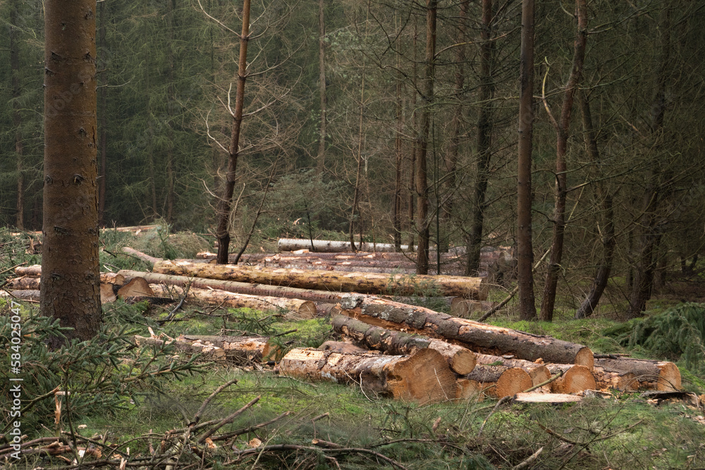 Forest management: a felling plain in a forest, piles of tree trunks everywhere Forest management: a felling plain in a forest, piles of tree trunks everywhere