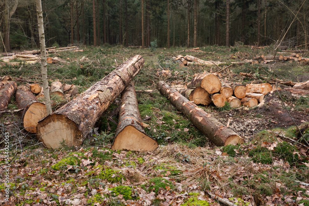 Forest management: a felling plain in a forest, piles of tree trunks everywhere Forest management: a felling plain in a forest, piles of tree trunks everywhere