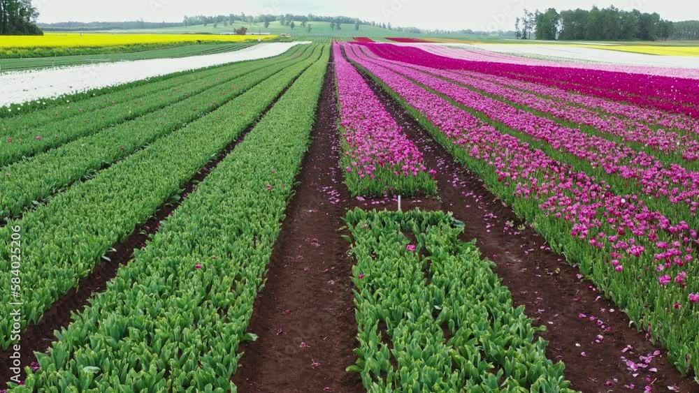 Aerial view drone video from blossoming tulip fields in the Chile near Osorno Aerial view drone video from blossoming tulip fields in the Chile near Osorno
