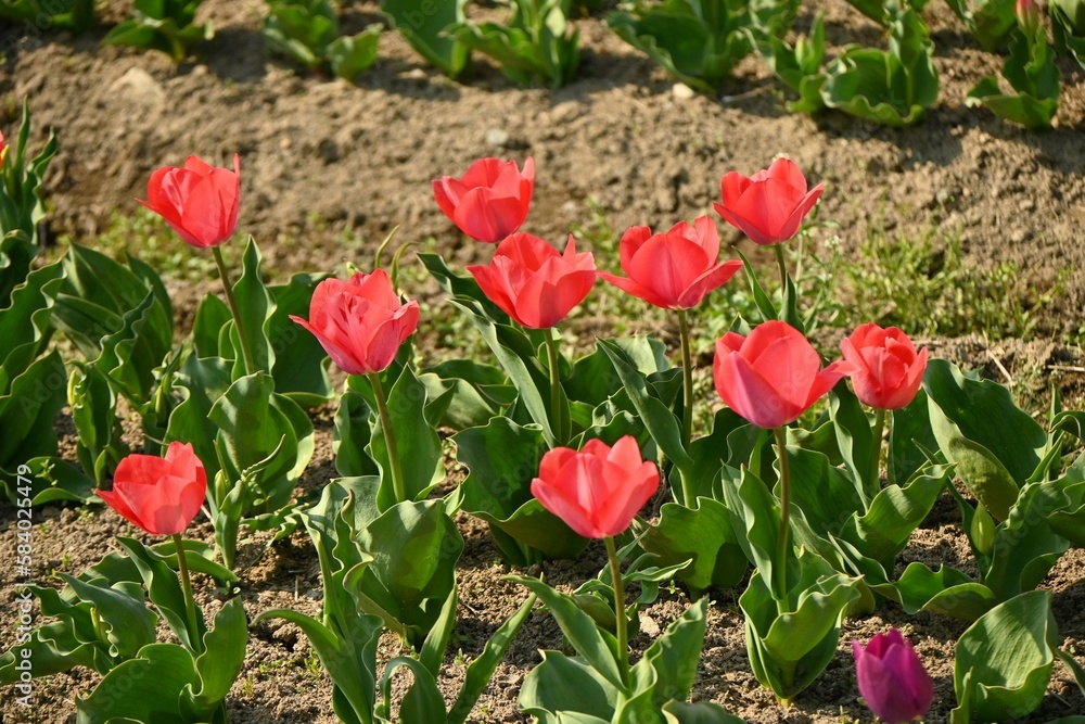 A view of a field of flowers being tended in spring. Background material for farm work. A view of a field of flowers being tended in spring. Background material for farm work.