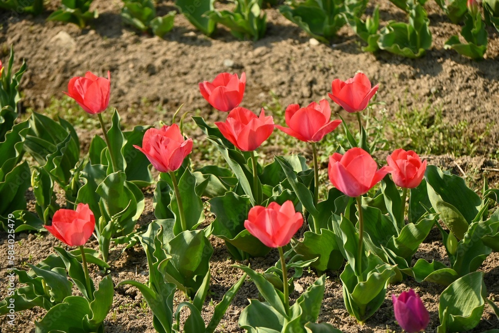 A view of a field of flowers being tended in spring. Background material for farm work.