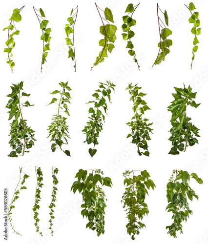 Photo set of ivy and vine plants isolated on transparent background - png - image comp