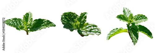 set of mint leaves isolated on white.