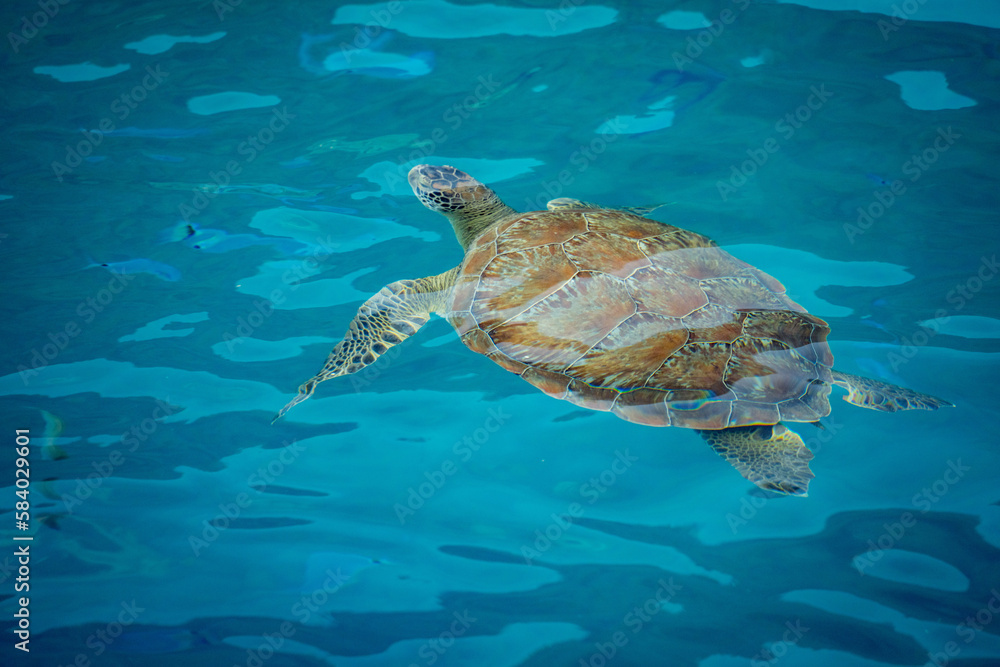 Obraz premium Sea turtle swims in blue sea water aquatic animal underwater photo