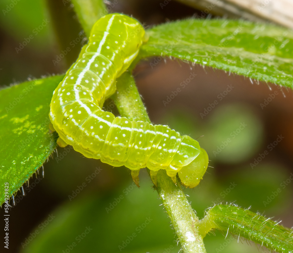 Naklejka premium Macro shot of a green caterpillar(lepidoptera) slithering on a plant.