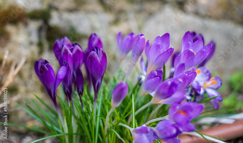 Purple flower of Crocus heuffelianus plant with blurred background