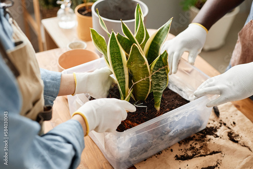 Close up of young woman repotting exotic snake plant in plastic bin, copy space photo
