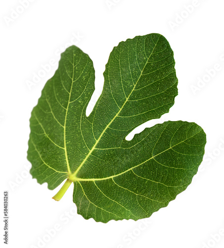 One fig leaf isolated on white background