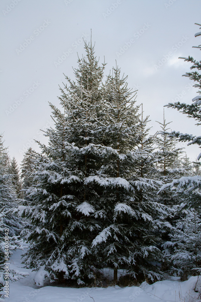 Obraz premium Spruces in snow.