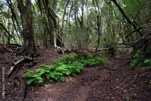 Ferns along the path in the heart of Anaga Rural Park  Tenerife.