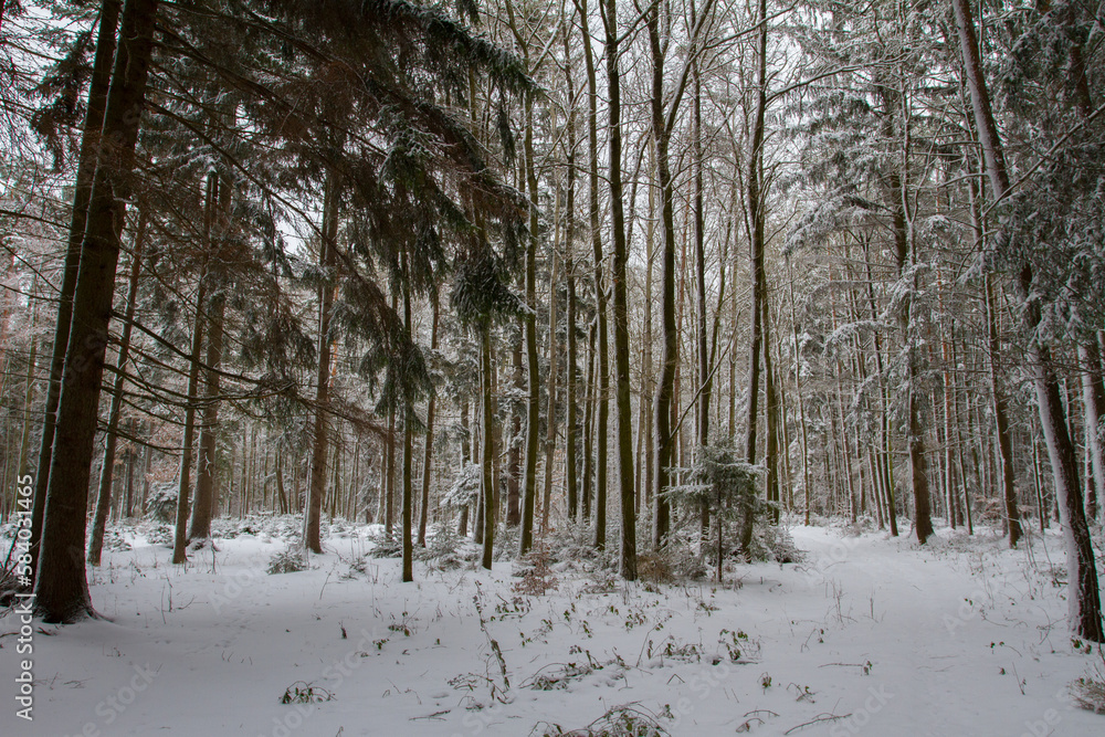 Forest in Winter. Forest in Winter.