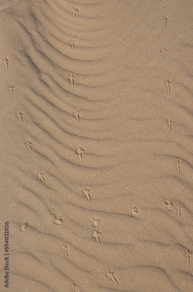 Wavy texture of a sand, Fuerteventura Wavy texture of a sand, Fuerteventura