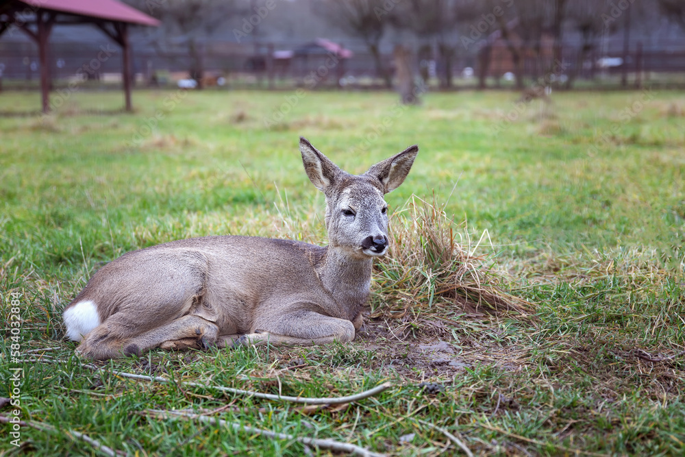 Roe deer, capreolus capreolus lies on the grass