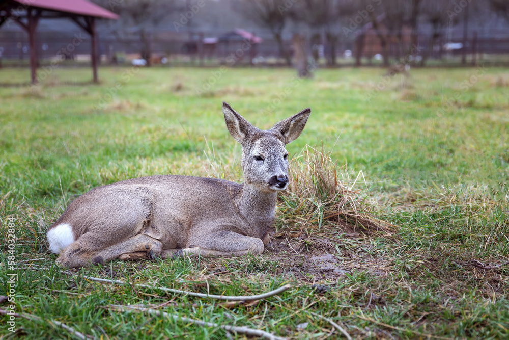 Roe deer, capreolus capreolus lies on the grass Roe deer, capreolus capreolus lies on the grass