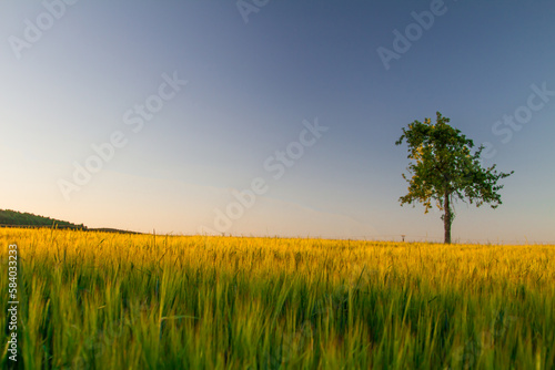 Summer countryside.