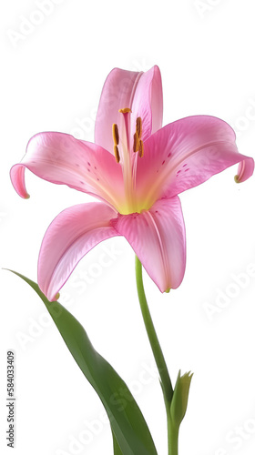 pink lily flower stalk with leaves   isolated on transparent background cutout   generative ai