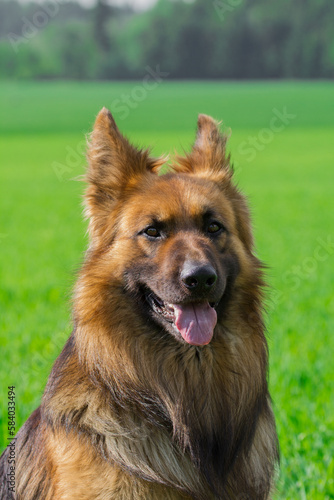 German Shepherd