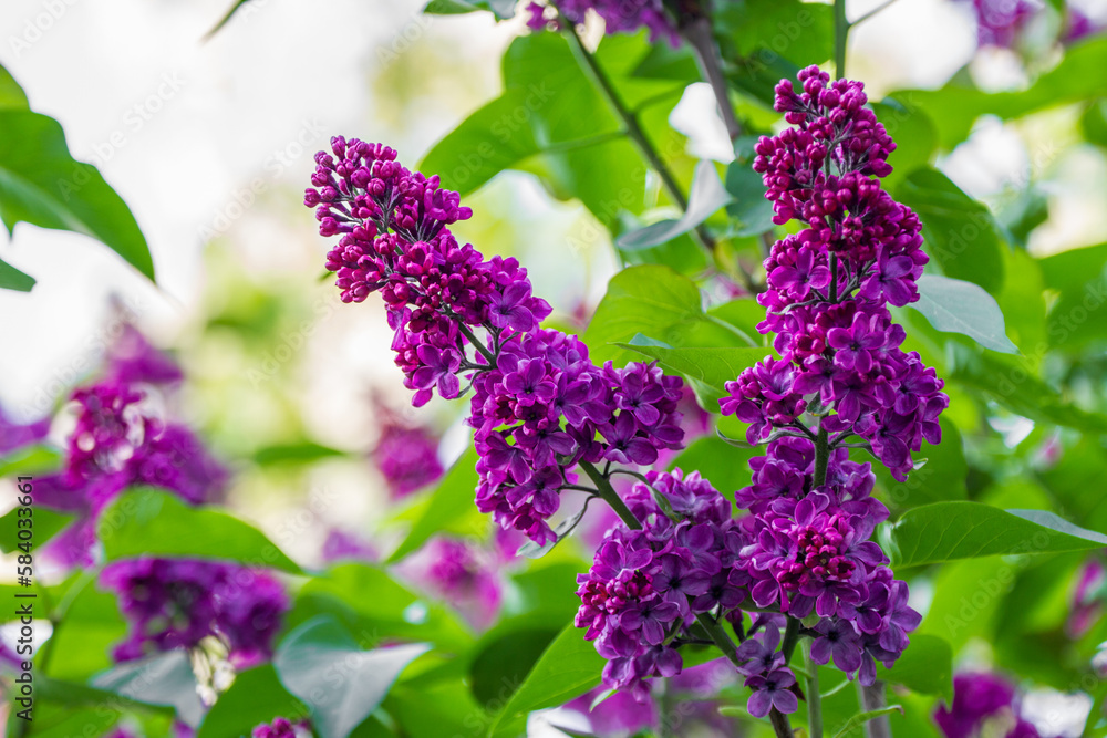 Syringa. Syringa.