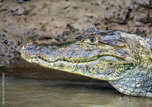 Predatory American caiman or alligator on the banks of tropical river.