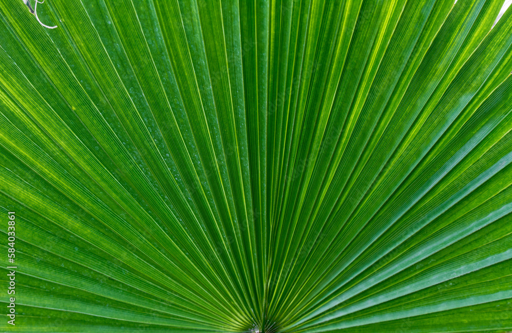 Detail of leaves. Detail of leaves.