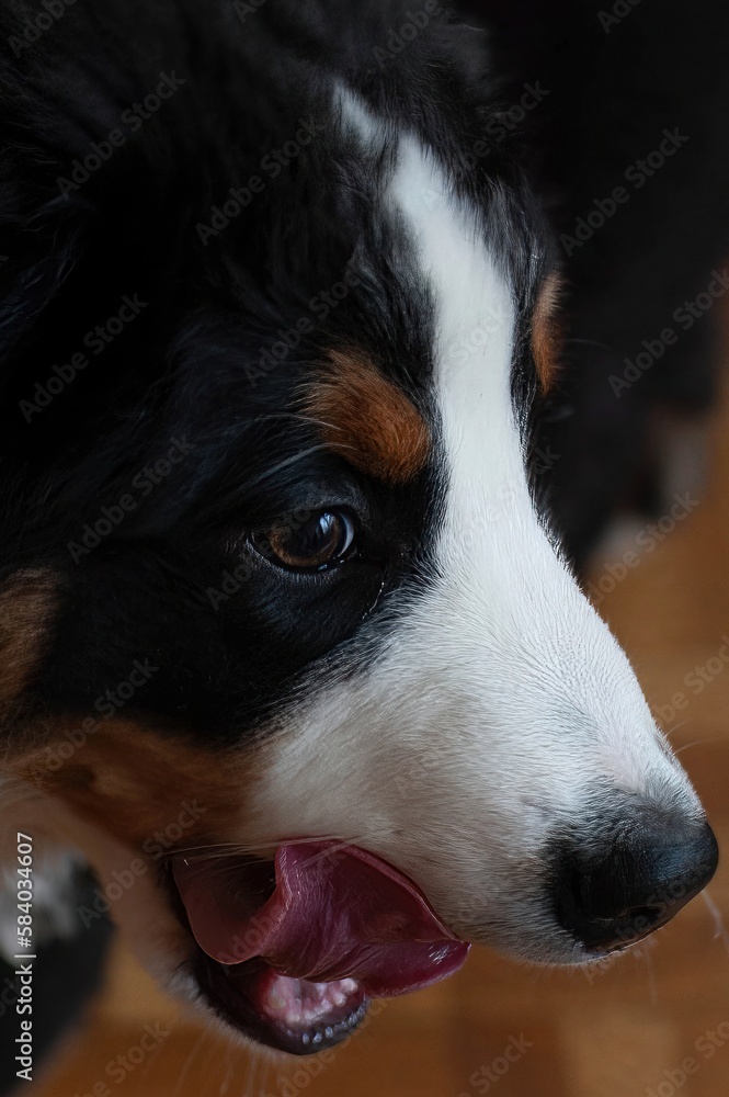 Dog licking its lips after eating