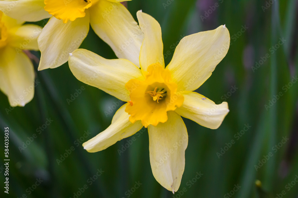 Narcissus pseudonarcissus.