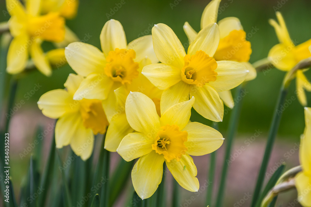 Narcissus pseudonarcissus. Narcissus pseudonarcissus.