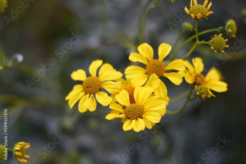 Blooming yellow wildflowers in Arizona.  photo