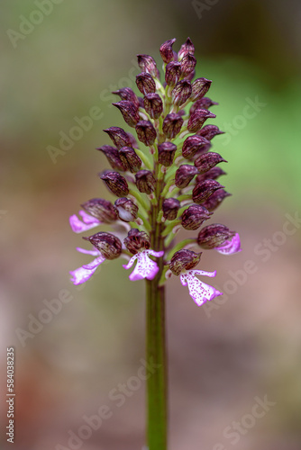 Orchis. Orchis is a genus in the orchid family  Orchidaceae   occurring mainly in Europe and Northwest Africa  and ranging as far as Tibet  Mongolia  and Xinjiang.