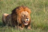 Portrait of a resting lion with huge mane