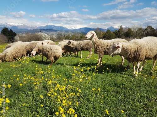 Fototapeta sheeps on meadow in spring season green grass in ioannina greece