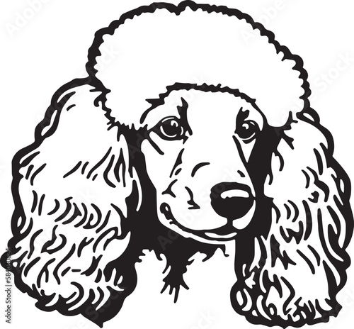 Poodle head dog vector illustration