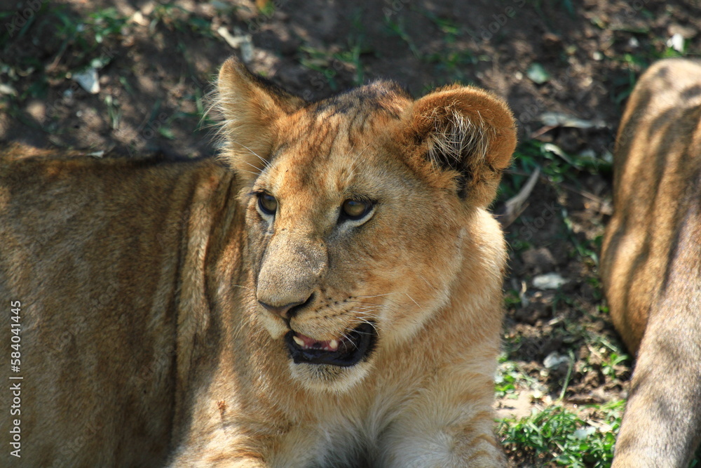 Grown-up lion cub resting in green bush, a close-up Grown-up lion cub resting in green bush, a close-up